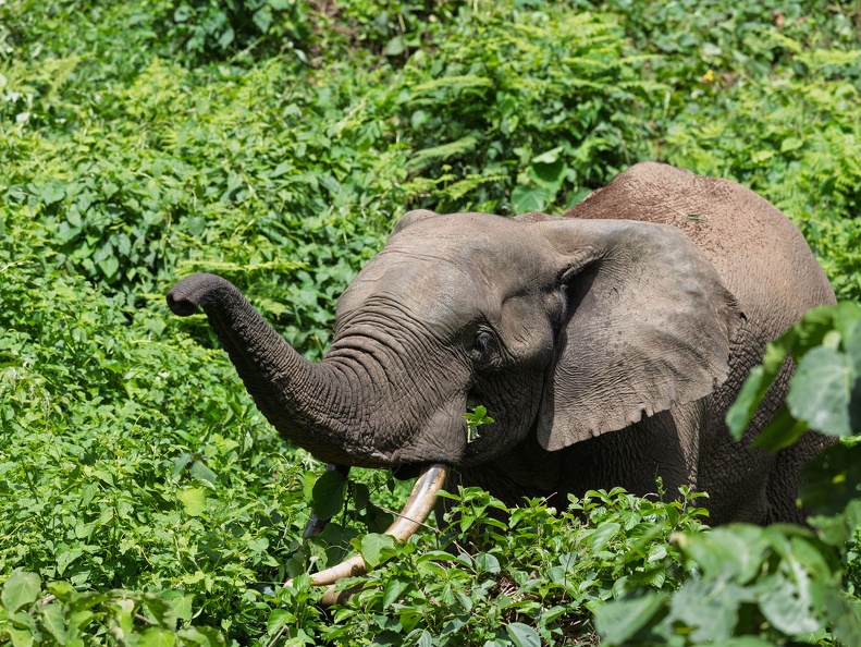 African Forest Elephant in Bwindi Impenetrable Forest