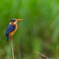 Malachite Kingfisher