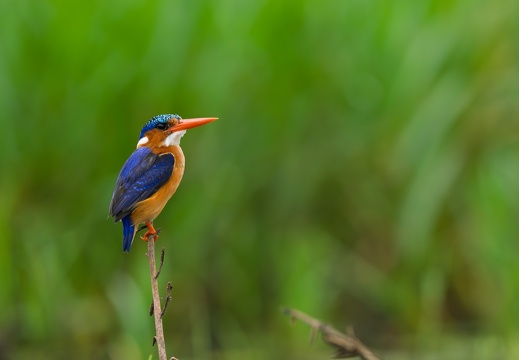 Malachite Kingfisher