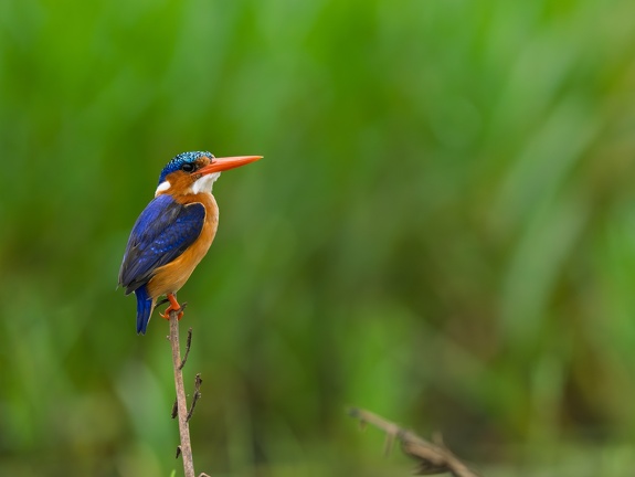 Malachite Kingfisher