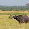 African Cape Buffalo