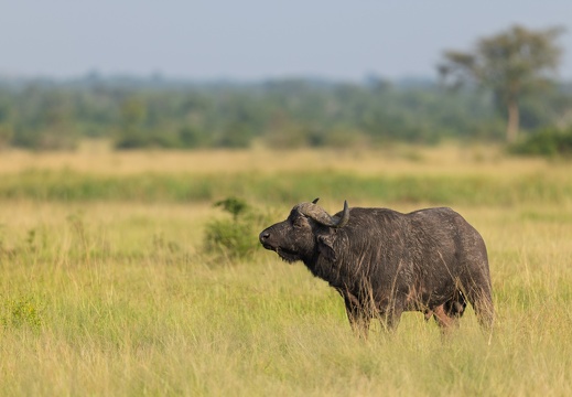 African Cape Buffalo