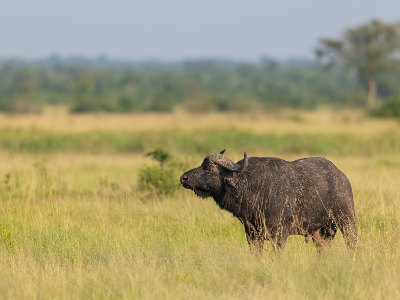 African Cape Buffalo