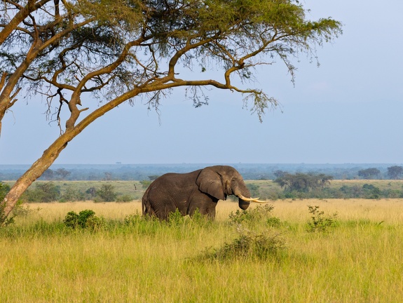 Elephant