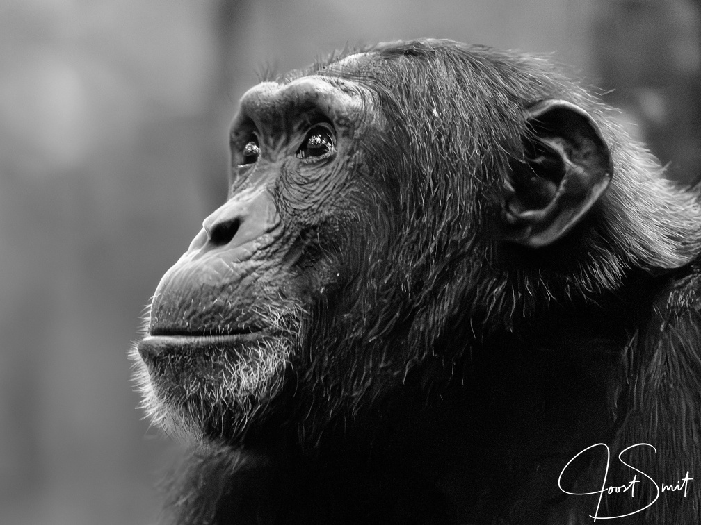 Chimpanzee in B/W