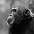 Chimpanzee in B/W