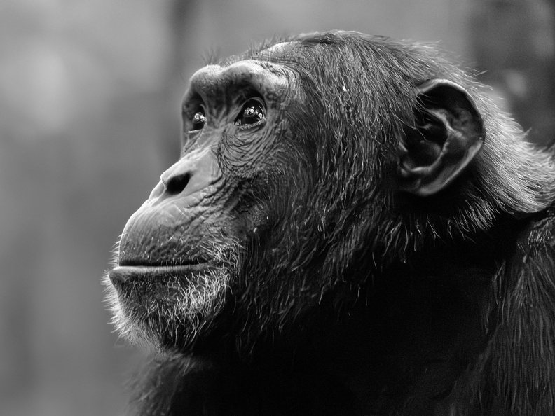 Chimpanzee in B/W