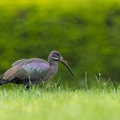 Hadada Ibis