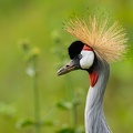 Grey Crowned Crane