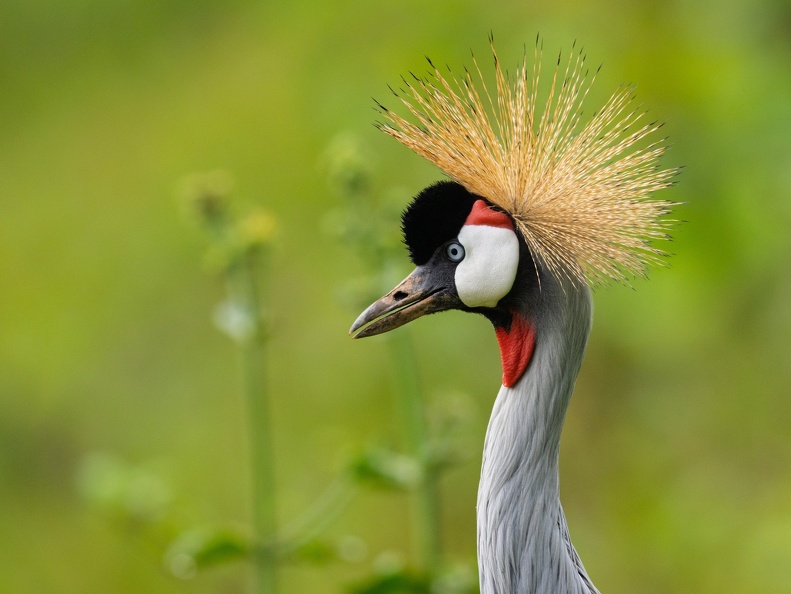 Grey Crowned Crane