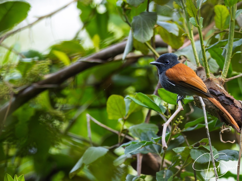 African Paradise Flycatcher