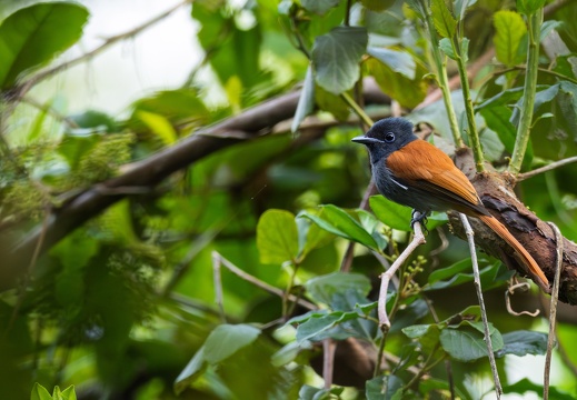 African Paradise Flycatcher