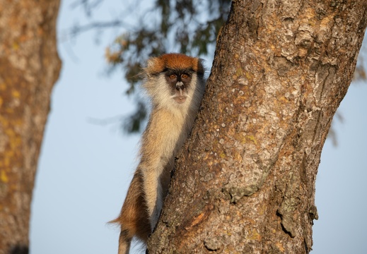Patas Monkey