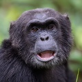 Chimpanzee