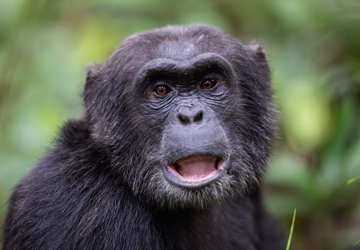 Chimpanzee