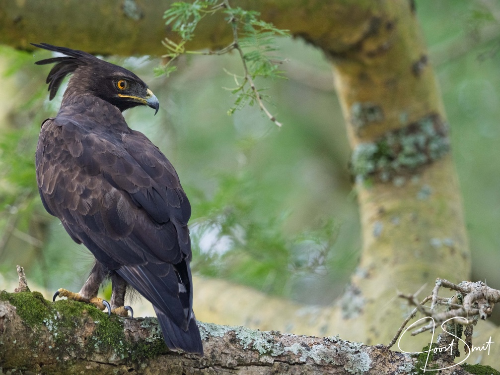 Long-crested Eagle