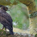 Long-crested Eagle