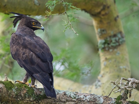 Long-crested Eagle