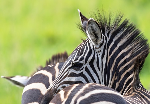 Zebra