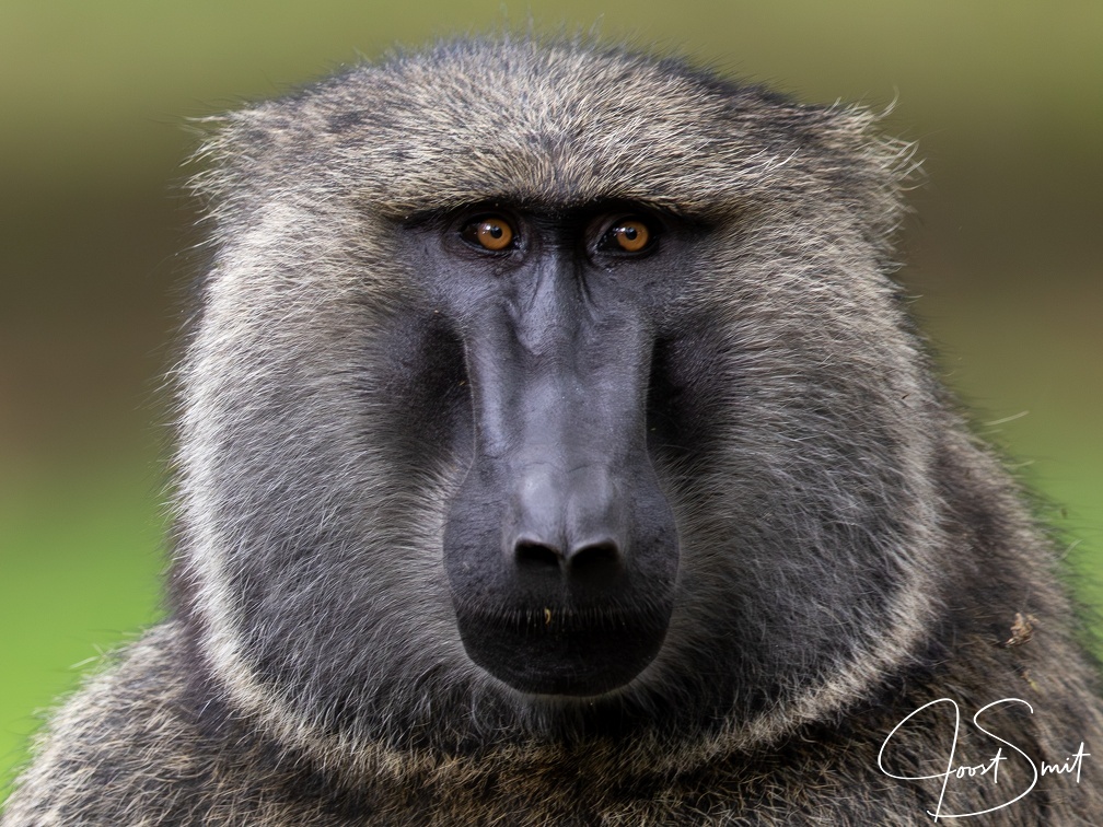 Baboon portrait