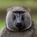 Baboon portrait