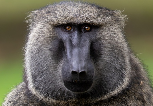 Baboon portrait