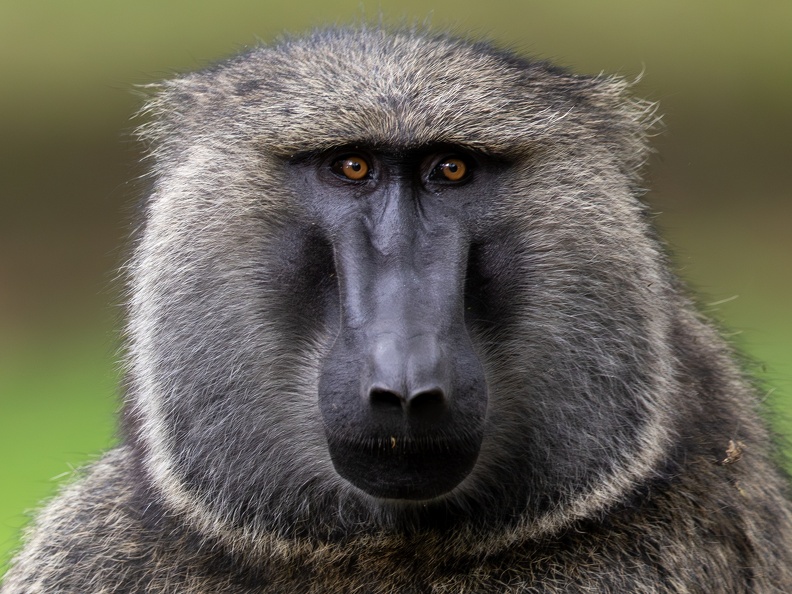 Baboon portrait