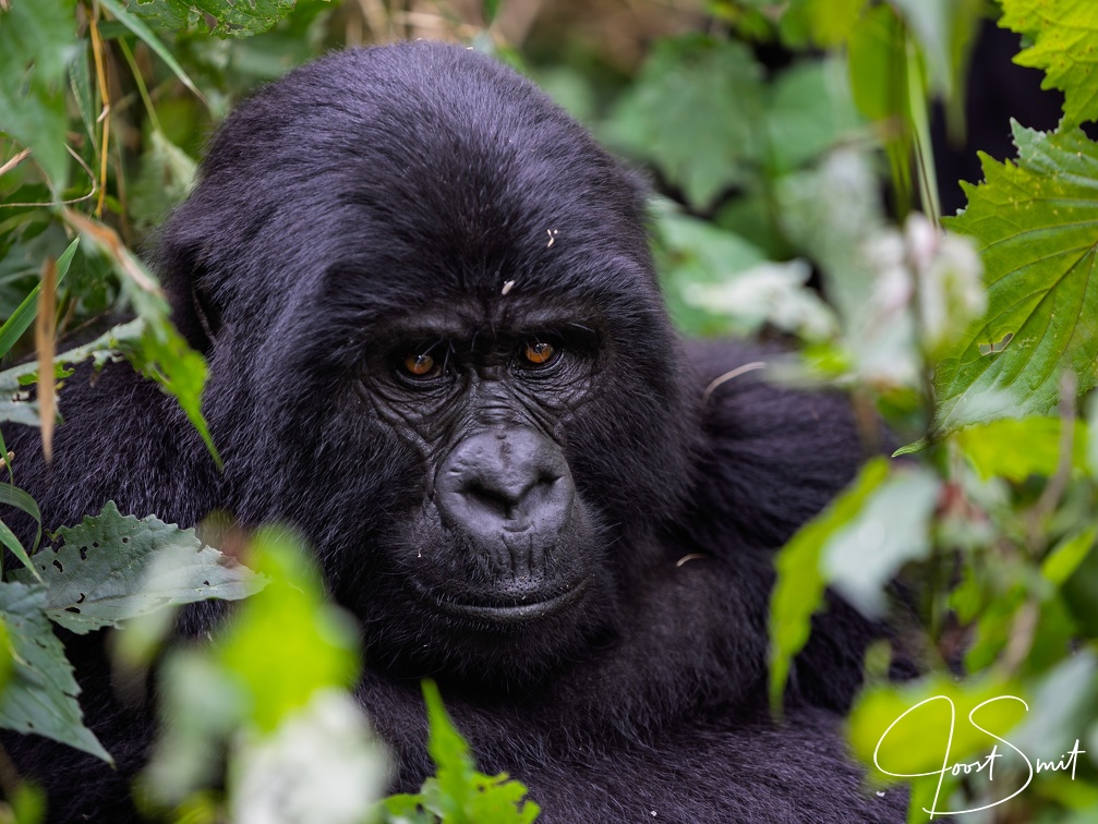 Mountain Gorilla Portrait