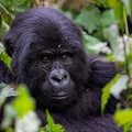 Mountain Gorilla Portrait