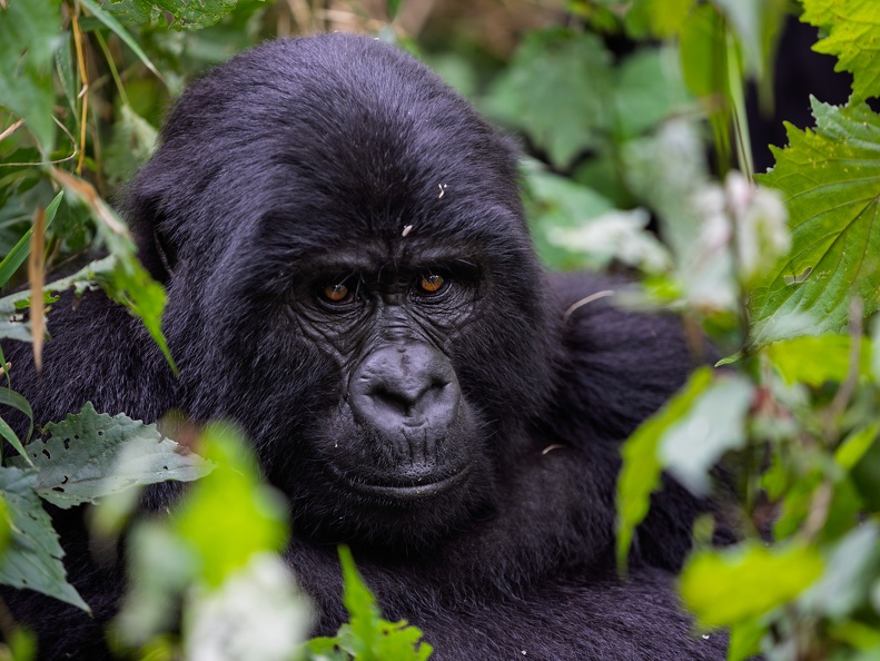 Mountain Gorilla Portrait