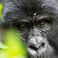 Intimate portret of a Mountain Gorilla