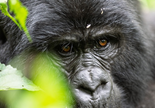 Intimate portret of a Mountain Gorilla