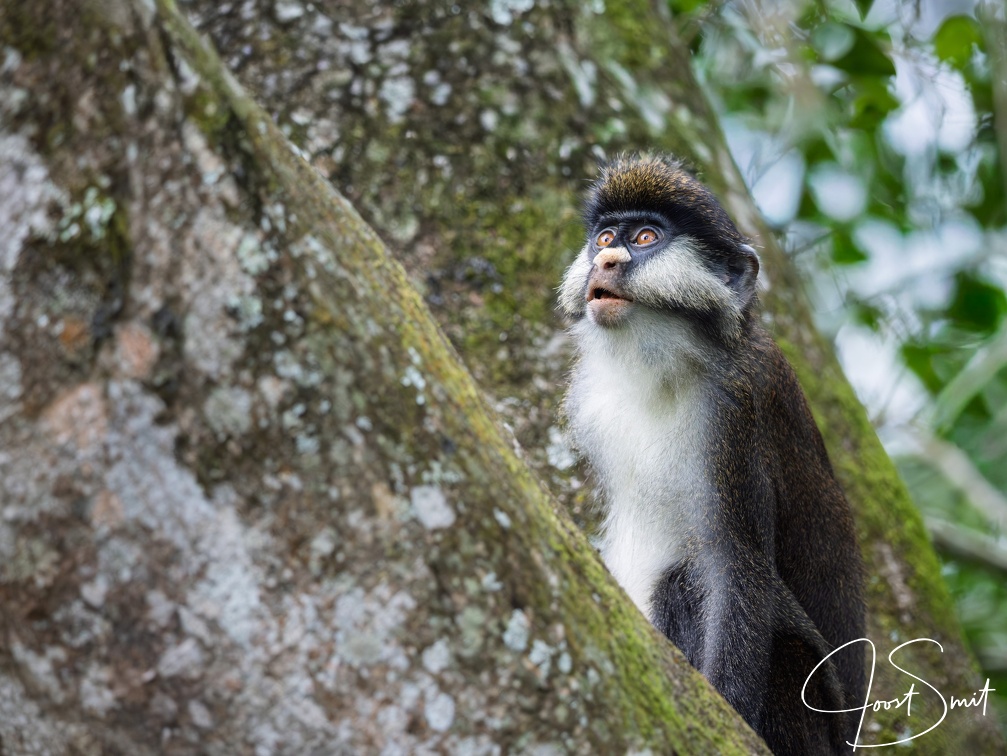 Red-tailed Monkey