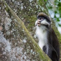 Red-tailed Monkey