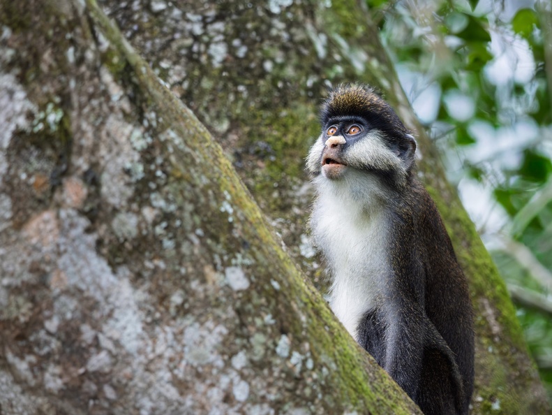 Red-tailed Monkey