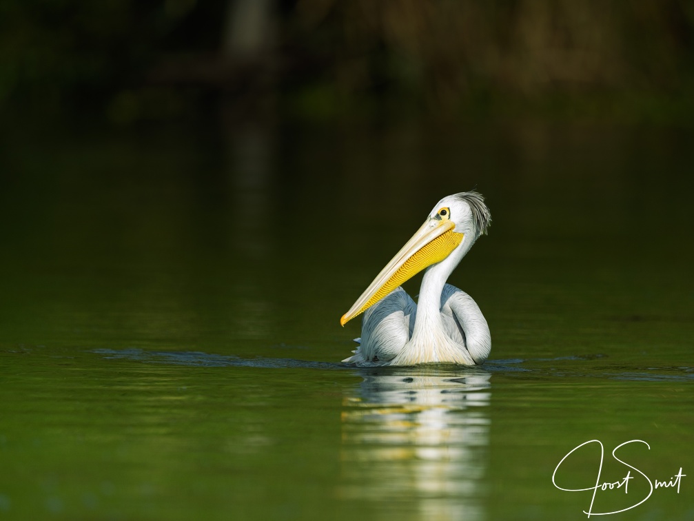 Pelican in the Kazinga Channel