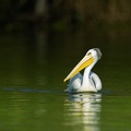 Pelican in the Kazinga Channel