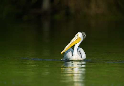 Pelican in the Kazinga Channel