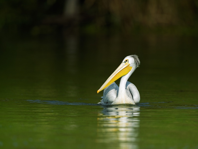 Pelican in the Kazinga Channel