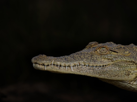 Croc