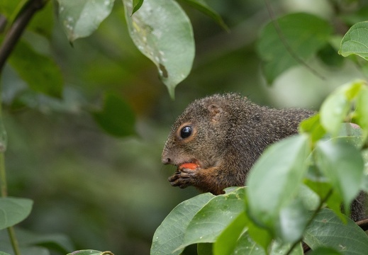 Red-legged Sun Squirrel