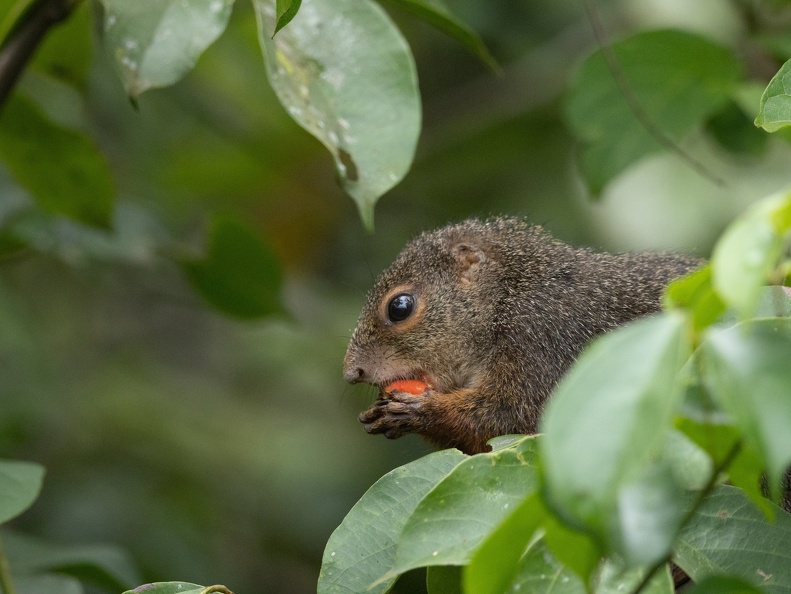 Red-legged Sun Squirrel