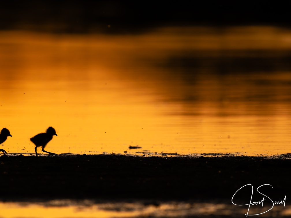 Kievit pullen in silhouet