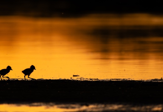 Kievit pullen in silhouet