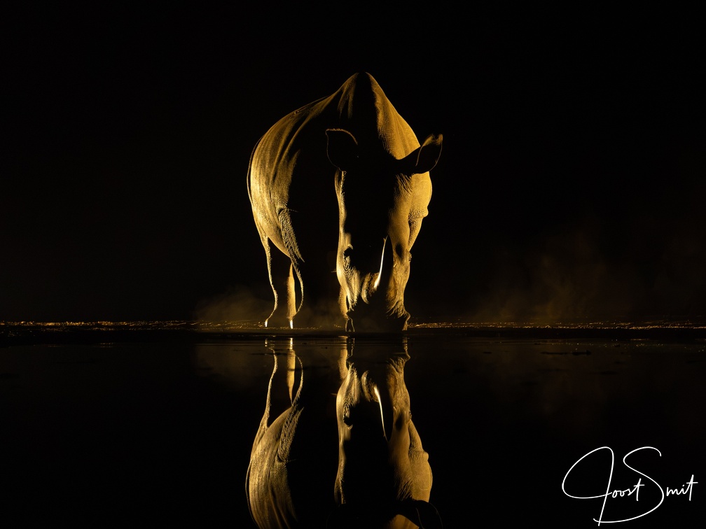  Rhino by night