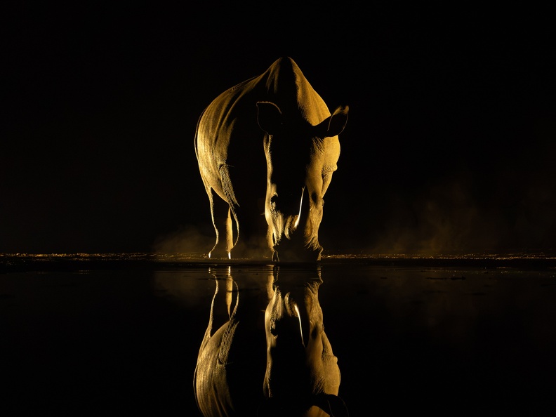  Rhino by night