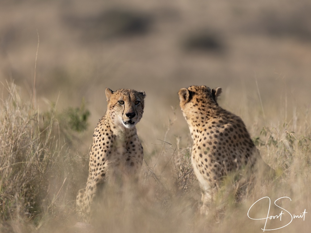 Cheetah Brothers