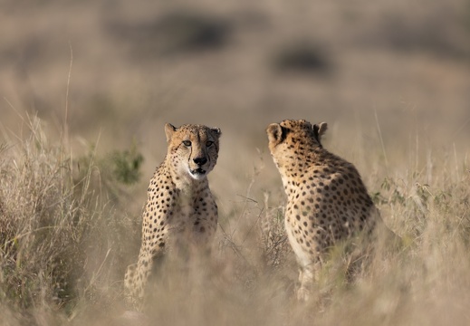 Zuid-Afrika