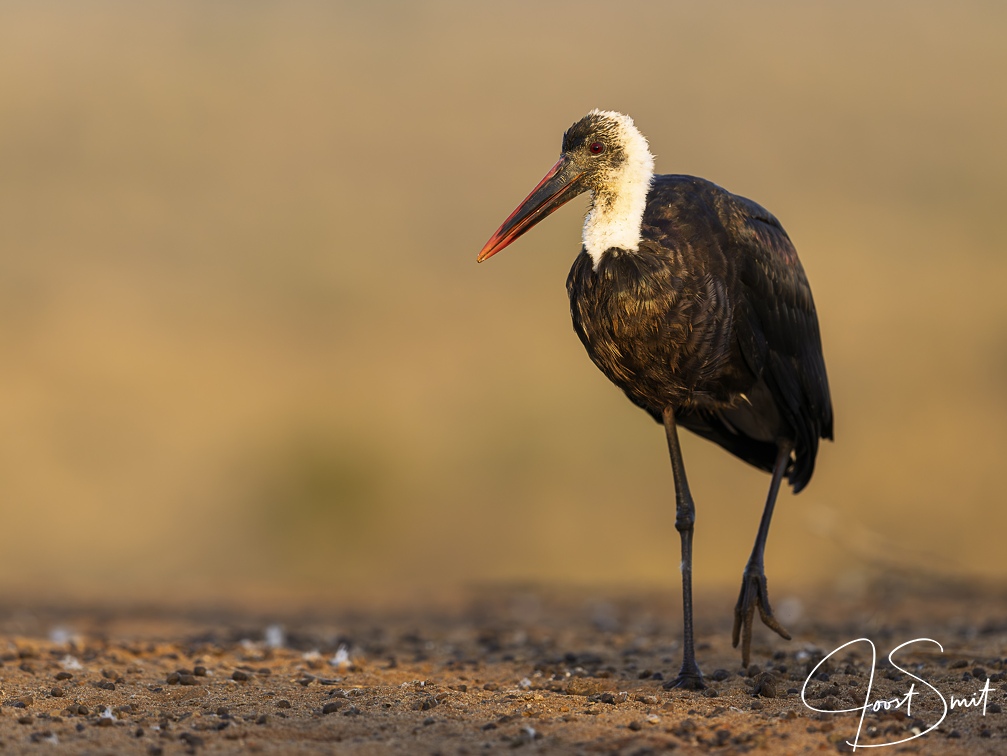 Wooly-necked Stork