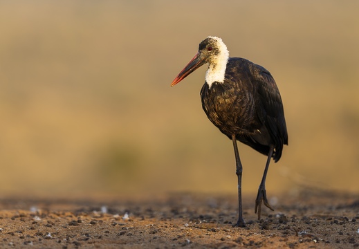 Wooly-necked Stork